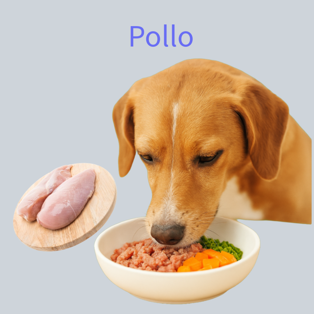 Pollo
