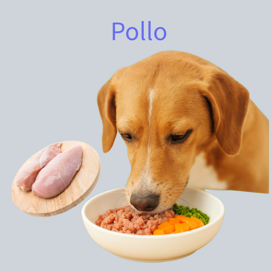 Pollo